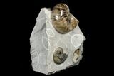 Polished Nautilus and Ammonite Fossil Association - England #180258-4